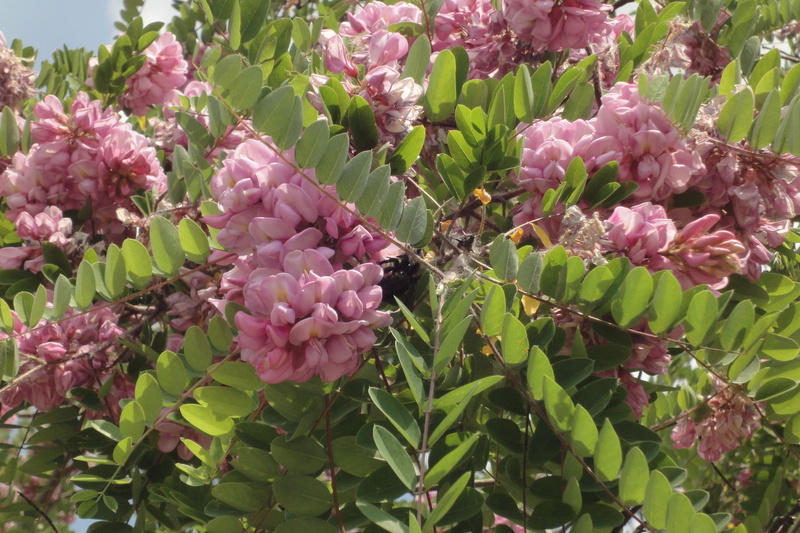 tree, summer, flower head, bunch of flowers, lilac, freshness, outdoors, day, vulnerability, acacia pink, petal, no people, springtime, close-up, 2K, pink color