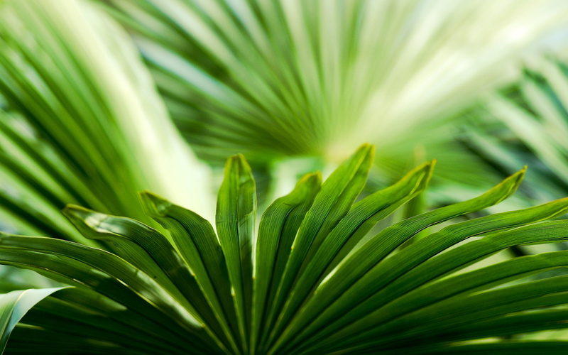 green Color, pattern, no People, tropical Climate, leafed, tropical Rainforest, beauty In Nature, organic, close-up, macro, sunlight, green, palm Tree