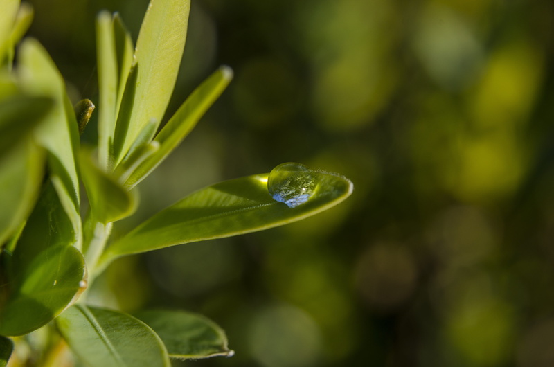 selective focus, growth, dew, plant green, sheet plant, green color, close-up, day, plant, outdoors, nature, fragility, purity, green leaves, garden, drop