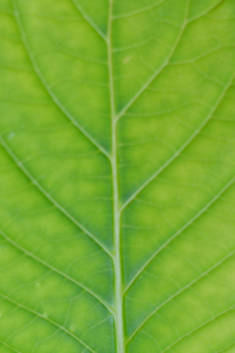 plante, textured effect, no people, natural pattern, natural condition, leaf vein, nature, extreme close-up, green color, plant part, feuille, textured
