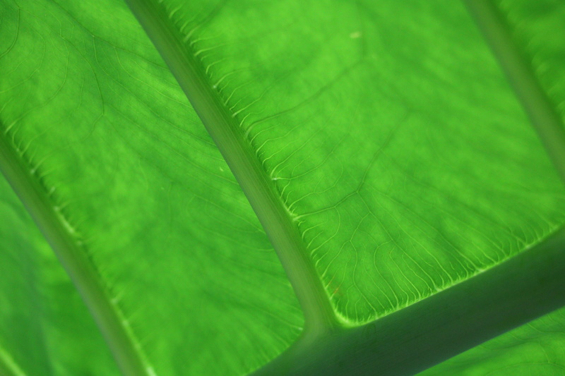 leaf veins, close up, green color, rainforest, large leaves, backgrounds, vulnerability, 5K, shine through, garden, environment, tree, tropical rainforest