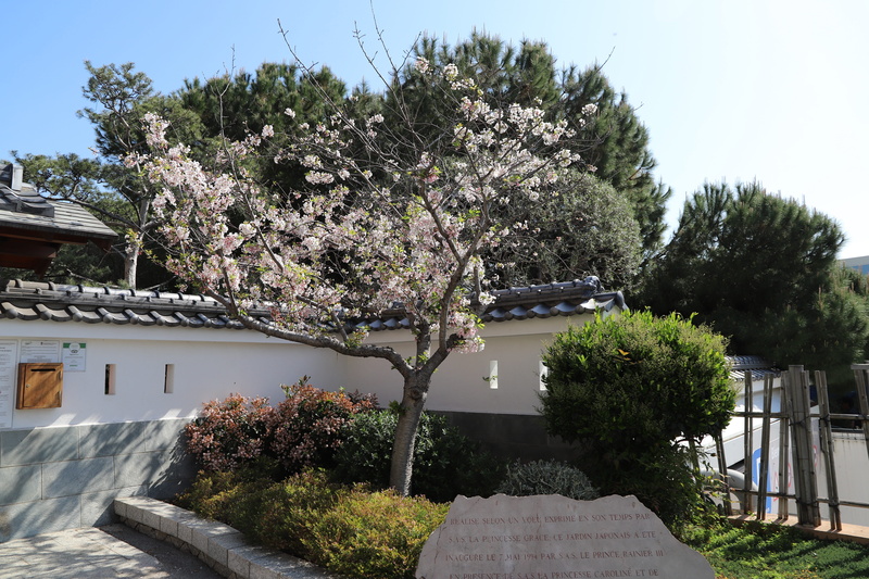 season, flowering plant, freshness, tree, day, park, tourism, growth, all, sunlight, chlorophyll, outdoors, 5K, beauty in nature, building, cherry blossom