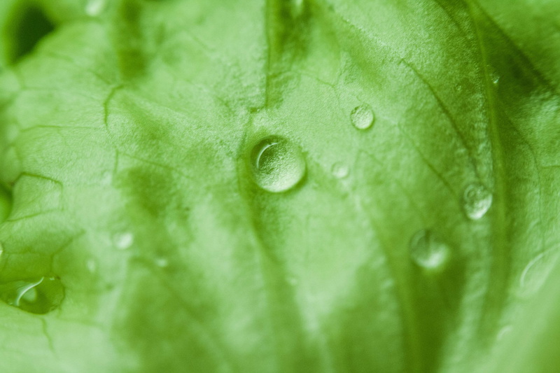 dew, drop, macro, green color, plant part, organic, plant, 4K, outdoors, leaf, full frame, droplets, backgrounds, food, raindrops, wet, freshness, herb