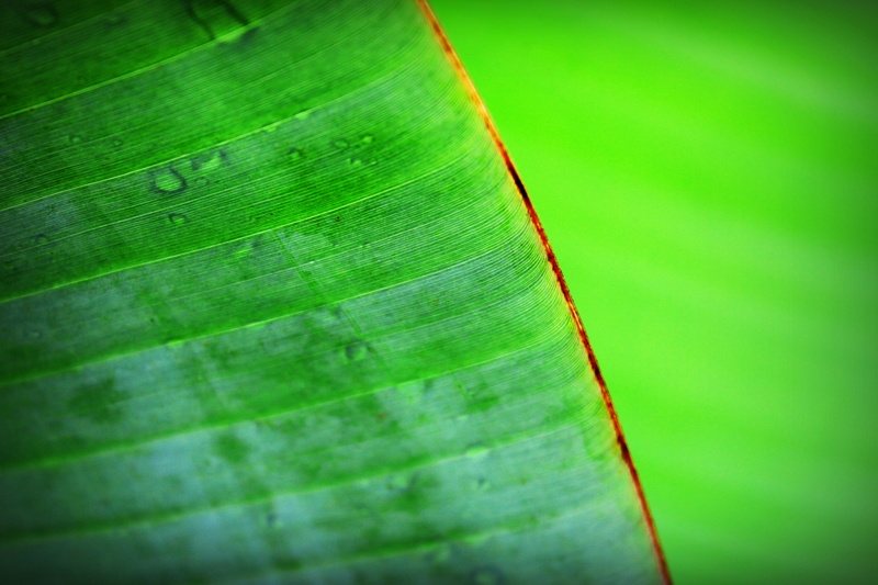 selective focus, outdoors, chlorophyll, 2K, liquid, natural pattern, beauty in nature, botany, shape, malaysia, vignette, tropical, closeup, close-up