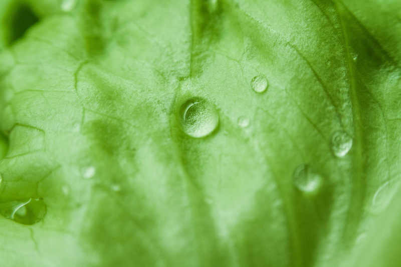 leaf vein, plant, organic, green, wet, nature, dewdrops, ripe, food, droplets, raindrops, purity, raindrop, outdoors, plant part, dew, healthy eating, drop