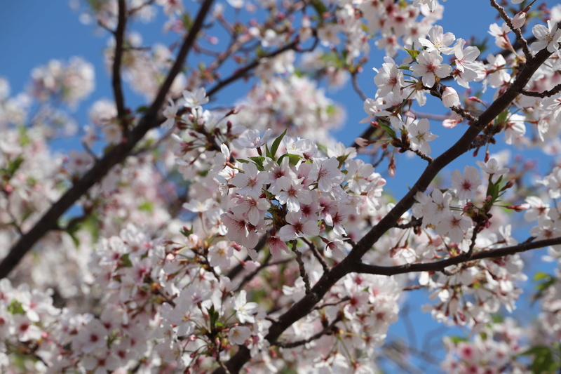 fruit tree, the french riviera, twig, beauty in nature, cherry blossom, close-up, blossom, park, growth, tree, cannes, france, bud, plant, flowering, spring