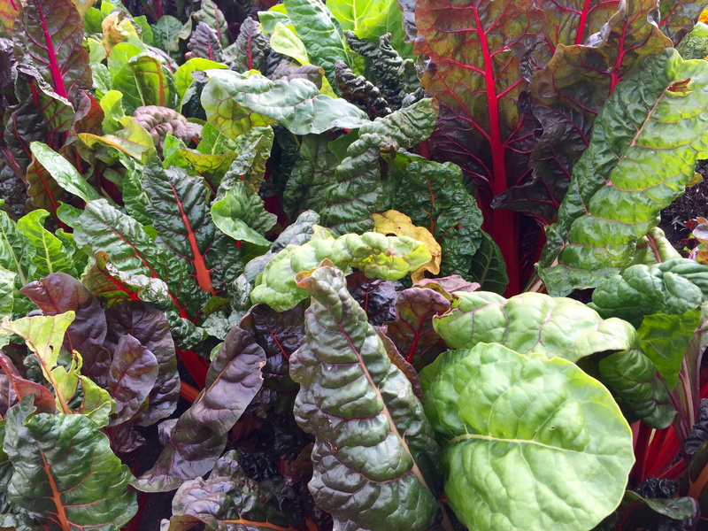 vegetable, chard, freshness, swiss, vegetarian, healthy eating, market, nature, ingredient, chlorophyll, outdoors, green color, no people, retail, nutrition