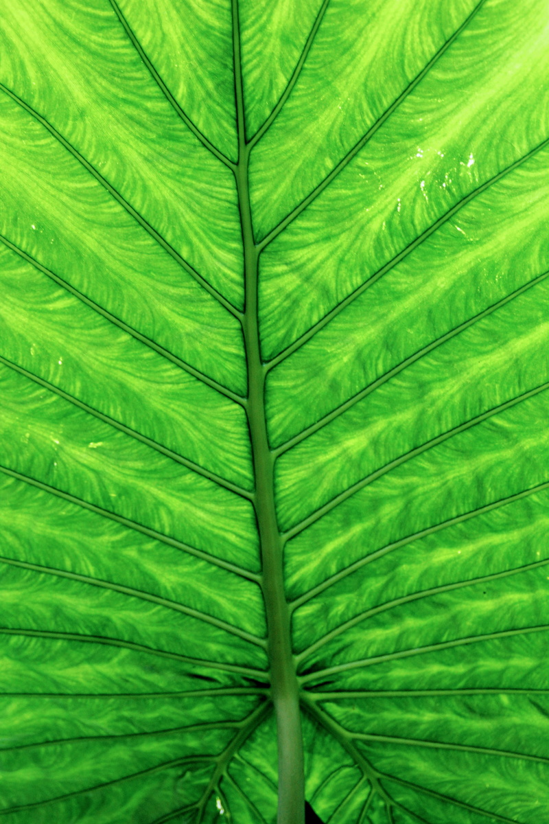 green Color, forest, nature, abstract, palm leaf, no people, chlorophyll, pattern, botany, full frame, sheet drawing, tropical climate, beauty in nature