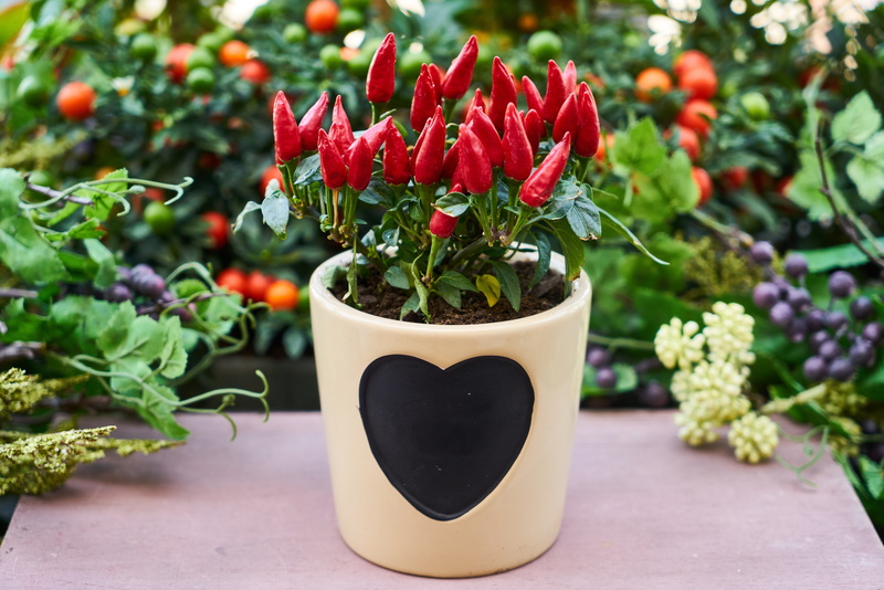 garden, red, growth, in pots, live, vulnerability, color, flower picture, potted plant, flower, peppers, vegetation, flowering plant, macro, beauty in nature