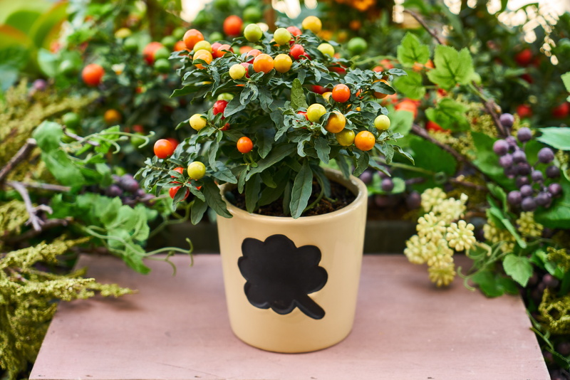 green color, leaf, food and drink, color, garden, growth, flower picture, in pots, healthy eating, beauty in nature, live, foliage plant, flower, fruit