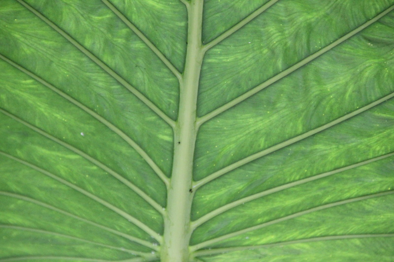 summer, fragility, outdoors, leaf, plant part, beauty in nature, chlorophyll, leaves, leaf Vein, abstract, green, tranquility, 5K, full frame, no people