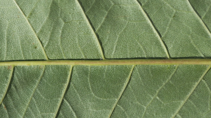 green, chlorophyll, leaf, plant, 4K