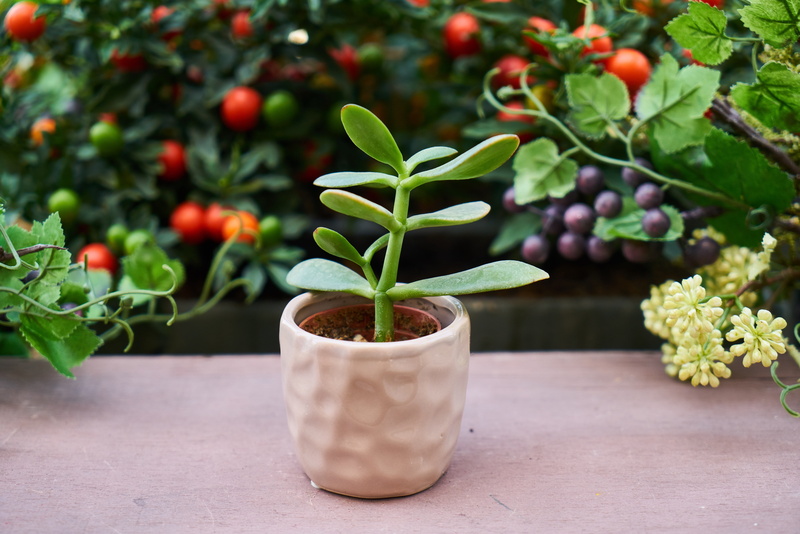 chlorophyll, flowerpot, no people, fragility, terry, 5K, natural, spring, the leaves are, house plant, flower picture, food, gardening, flower pot, outdoors