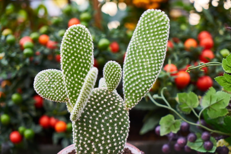 house plant, photo, plant, detail shots, freshness, prickly, close-up, food, day, the leaves are, flower picture, in pots, chlorophyll, nature, potted flower