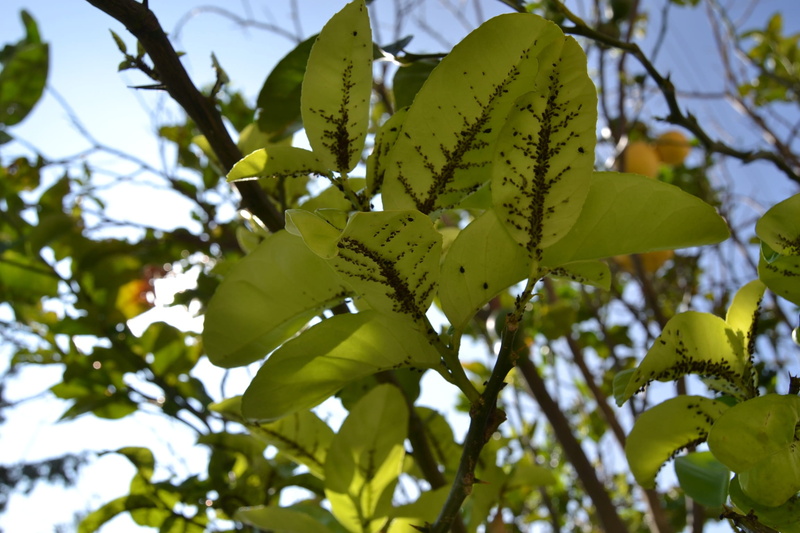 blue, insects, green leaves, infestation, freshness, day, 1080P, plant, leaf, shadow, green color, fruit, outdoors, citric, growth, beauty in nature, tree