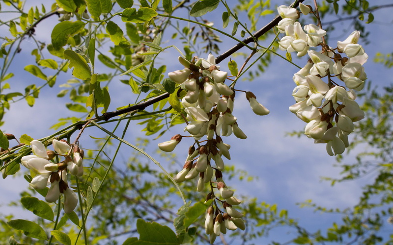 multi, white, cluster, petaled, blossoms, flower, 2880x1800, 2K, locust, black locust, false acacia, black, flowers