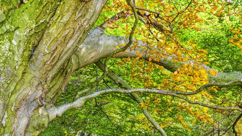 plant part, plant, silent, lichen, recover, summer, tree, idyll, deciduous tree, spring, 5K, beauty in nature, deciduous forest, tribe, green color, strong