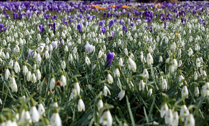 selective focus, land, snowflake, white, abundance, maerzgloeckchen, summer, fragility, freshness, flowerbed, spring flower, amaryllidaceae, season, galanthus