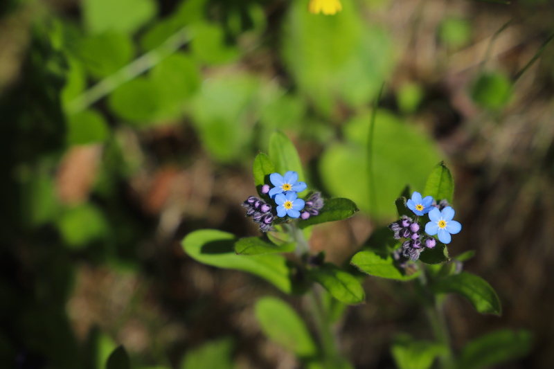 live, fragility, purple, lawn, green color, beauty in nature, butterfly - insect, flower head, floral, chlorophyll, color, summer, vulnerability, 5K, branch