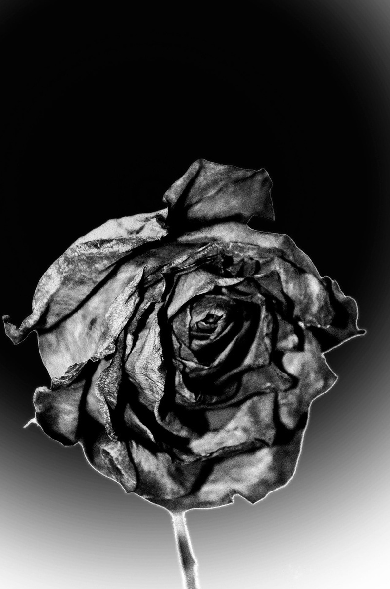 nature, rose, dried, sadness, inflorescence, indoors, flower head, dry, fragility, petal, light, beauty in nature, flowers, flowering plant, dead, vulnerability
