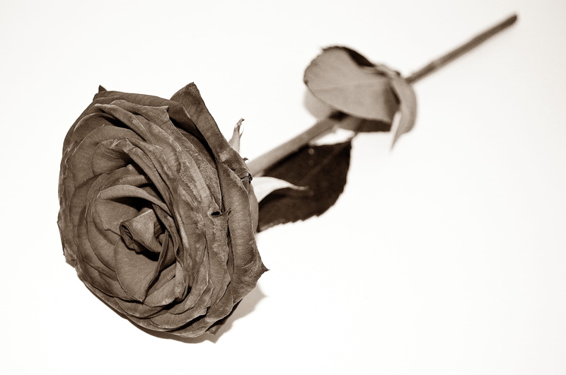 effect, season, light, focus on foreground, photography, people, nature, representation, sepia, close-up, Dead, human representation, Flowers, flower, no people