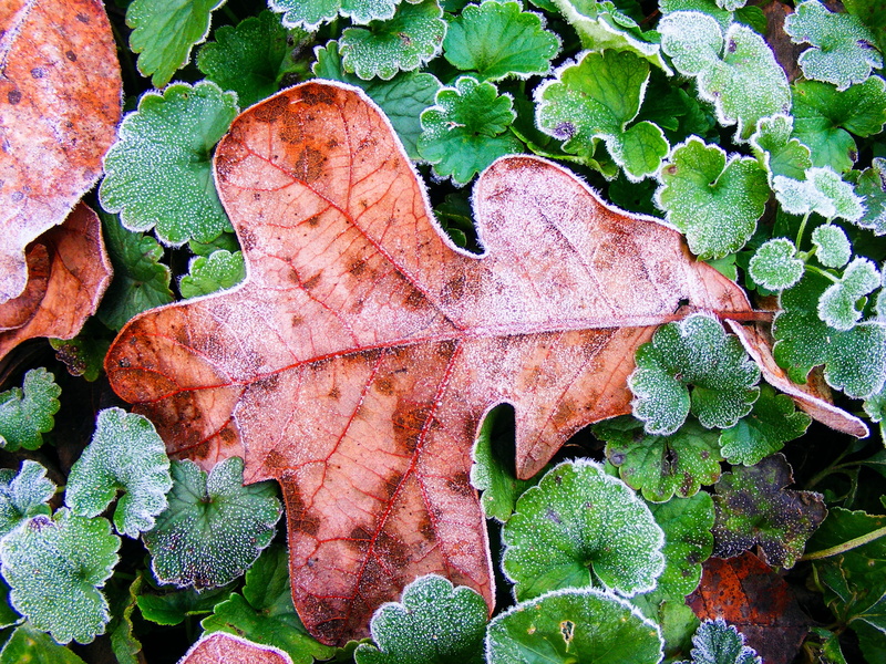 gone, green color, ending, high angle view, plant, leaf vein, closing, dying, death, vulnerability, marrowbone, 2K, finality, change, leaves, die, close-up