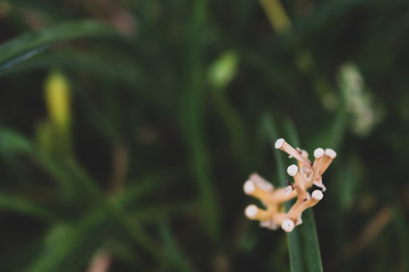 close up, nature, selective focus, inflorescence, tan, focus on foreground, dead, flower head, beauty in nature, green, dark, muted, dead end, flower, petal