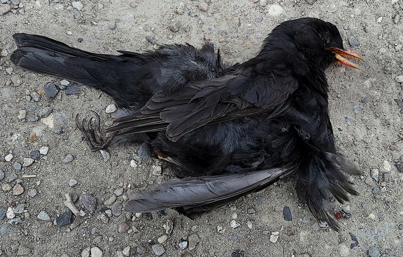 day, nature, at the end of life, 2K, outdoors, cartoon style, dead blackbird, animal themes, animals in the wild, domestic, land, feather, animal, no people