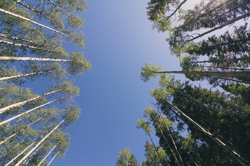 branch, stoic, low angle view, clear sky, tree canopy, growth, directly below, 5K, scenics - nature, united states, epic, tranquility, plant, sky, pine woodland