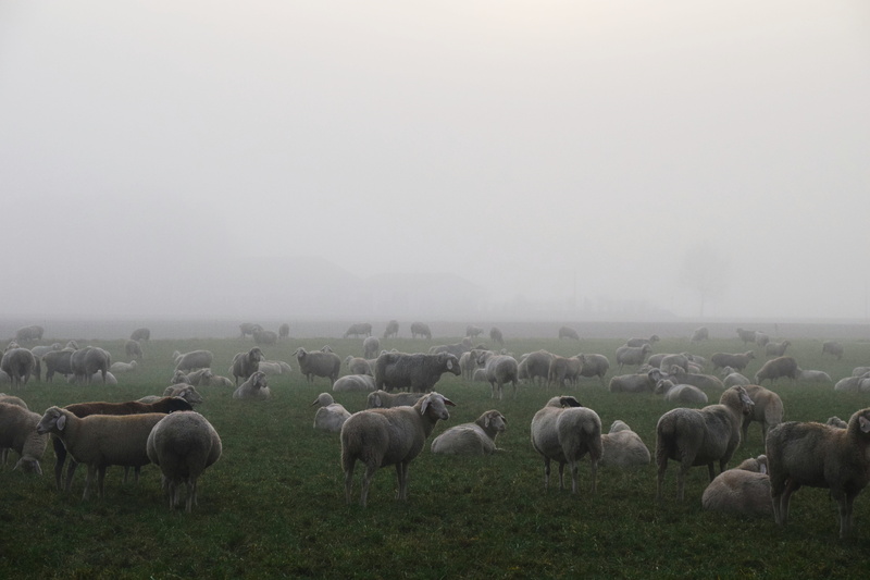 atmosphere, Sheep, field, nature, vertebrate, Mist, landscape, no people, grass, herbivorous, autumn, mammal, animal, animal themes, group of animals, environment