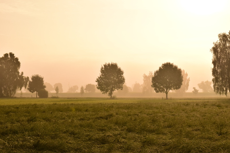 plant, rural, non-urban scene, outdoors, haze, morning, growth, no people, tree, sky, environment, land, morning mist, tranquil scene, twilight, grass
