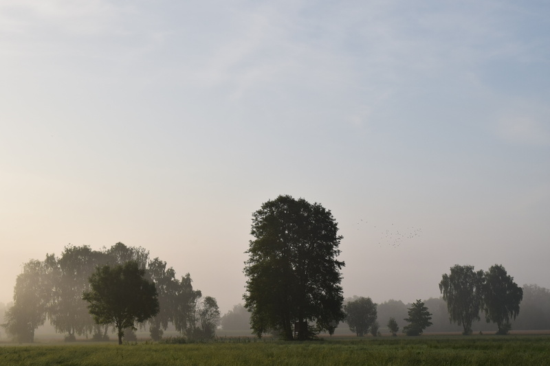 beauty in nature, scenics - nature, tree, grass, fog, environment, morning mist, tranquility, non-urban scene, 5K, sky, outdoors, trees, plant, landscape