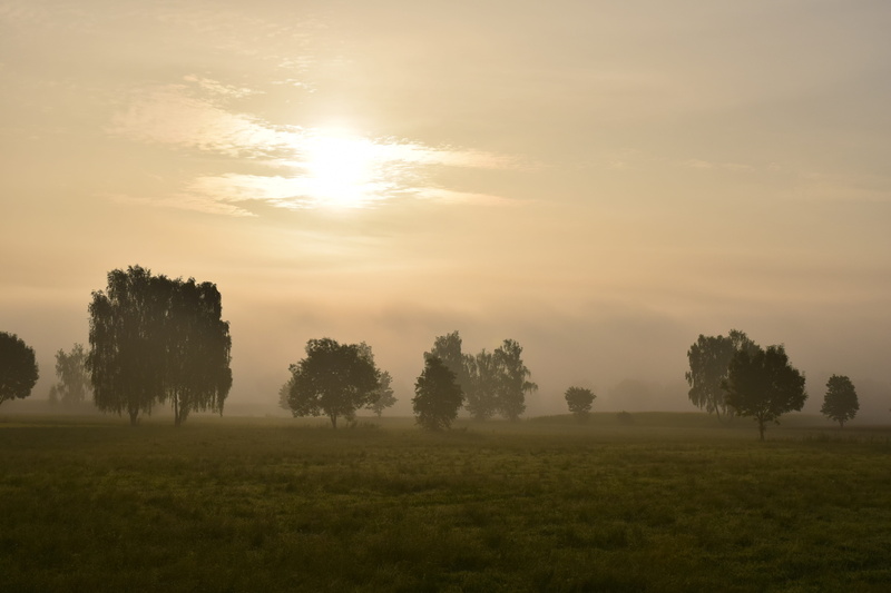 plant, sky, Mist, Fog, tranquil scene, sunset, tranquility, rural, sunrise, outdoors, trees, sunlight, scenics - nature, beauty in nature, Morning, land
