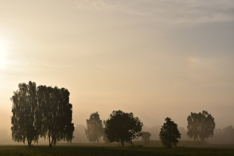 non-urban scene, nature, tranquil scene, no people, plant, rural, trees, 5K, summer, outdoors, scenics - nature, tranquility, landscape, mysthisch, fog
