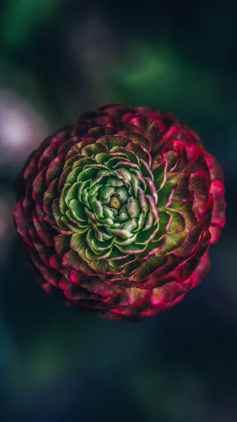 1080P, close-up, food and drink, healthy eating, flowering plant, black background, flower, green color, growth, vegetable, contemplation, artichoke, studio shot