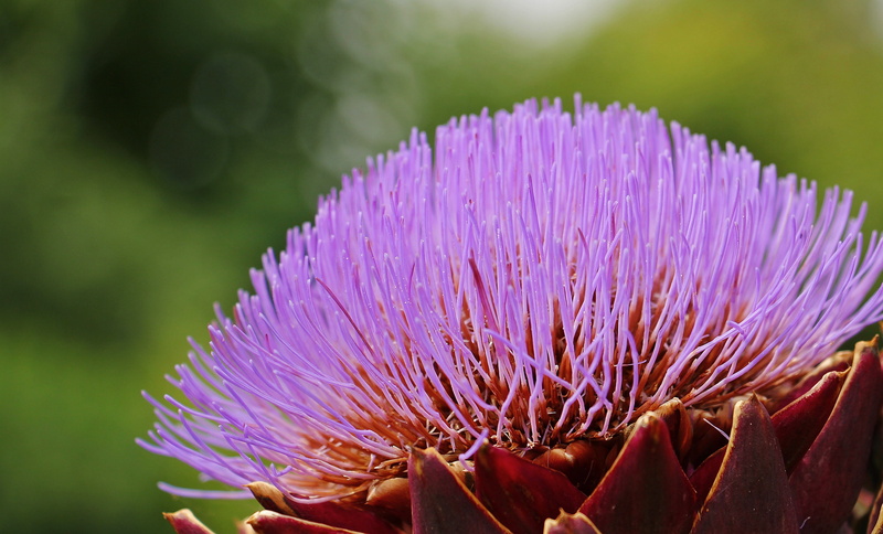 frisch, bless you, tasty, fragility, no people, nature, crop, freshness, vulnerability, close-up, artichoke, beauty in nature, blossom, day, artichoke plant
