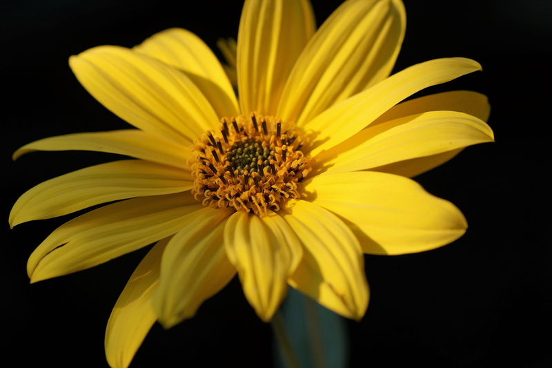 freshness, garden, sunflower, fragility, plant, 5K, inflorescence, pollen, superpotravina, studio shot, growth, flower, close-up, nature, flowering, jerusalem artichoke