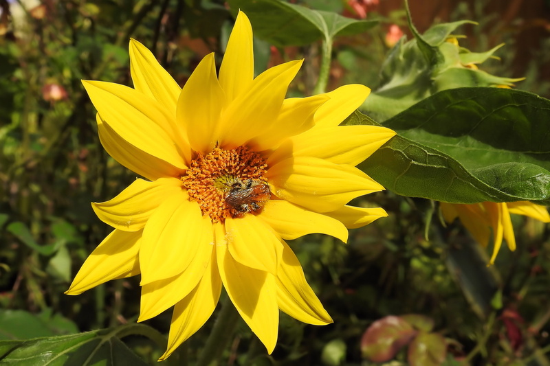 plant, growth, invertebrate, close-up, bloom, leaf, pollination, vulnerability, inflorescence, yellow flowers, animal themes, 4K, nature, sunflower, flowering plant