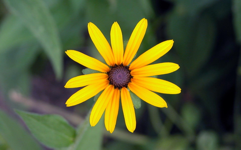 freshness, 1080P, gazania, bright, flower Head, nature, yellow, artichoke, backgrounds, beauty In Nature, coneflower, flowerbed, close-up, meadow, fragility