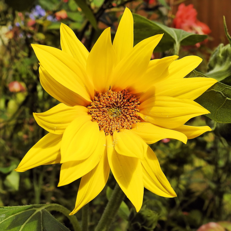 flower head, freshness, close-up, sun flower, summer, plant, no people, petal, yellow flowers, growth, beauty in nature, botany, focus on foreground, sunflower