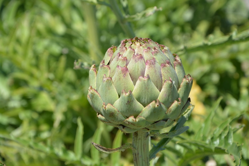 no people, fruit, green, cactus, green color, Food, close-up, nature, summer, growth, market, plant, day, 1080P, outdoors, Vegetable, Artichoke, leaf