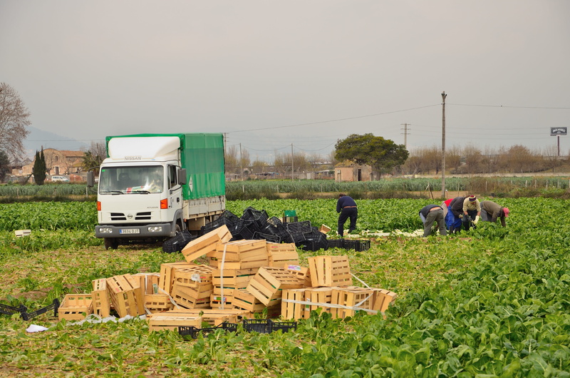 occupation, land, collecting artichokes, el prat, industry, truck, green color, field, seasonal, real people, Agriculture, Artichokes, farm, sky, plant