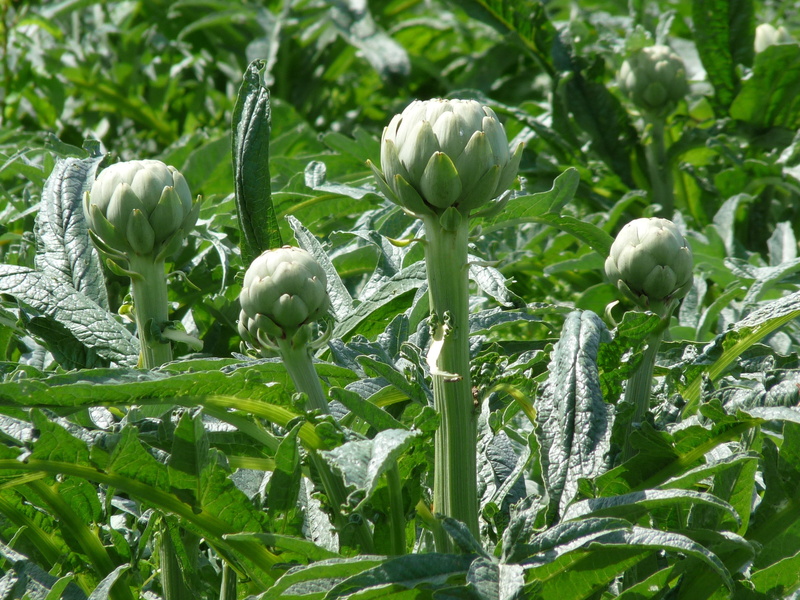 no people, artichokes, flowering plant, green color, outdoors, beauty in nature, brittany, freshness, bud, vegetable, plant part, food and drink, nature