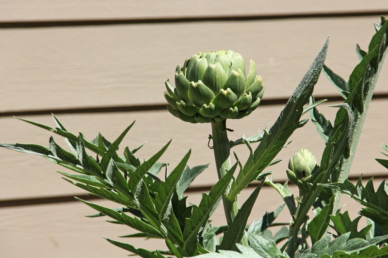 green color, spikey, plant, 5K, day, close-up, vegetable, focus on foreground, artichoke, spiky, freshness, flower, sunlight, wood - material, food, beauty in nature