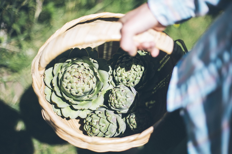 flower, food and drink, real people, holding, farm, farmers market, 2K, food, hand, day, adult, outdoors, one person, sunlight, midsection, farmer, nature