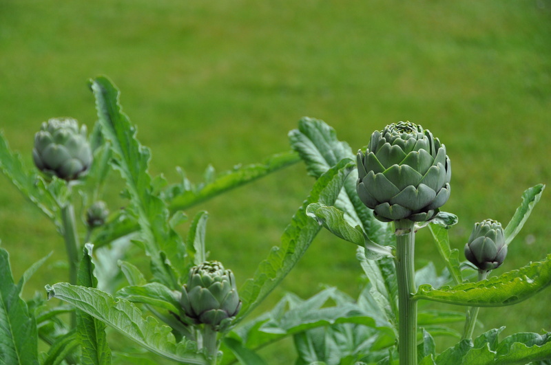 no people, focus on foreground, summer, freshness, artichoke, plant, outdoors, beauty in nature, close-up, 4K, flower, field, organic, vegetable, food and drink