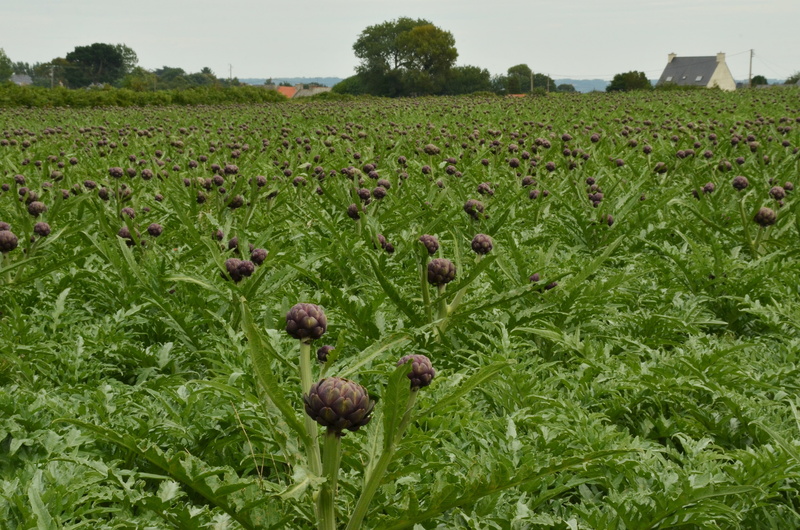 landscape, color, nature, rural scene, agriculture, artichoke, vegetable, red, field, scenics - nature, environment, beauty in nature, food and drink, growth