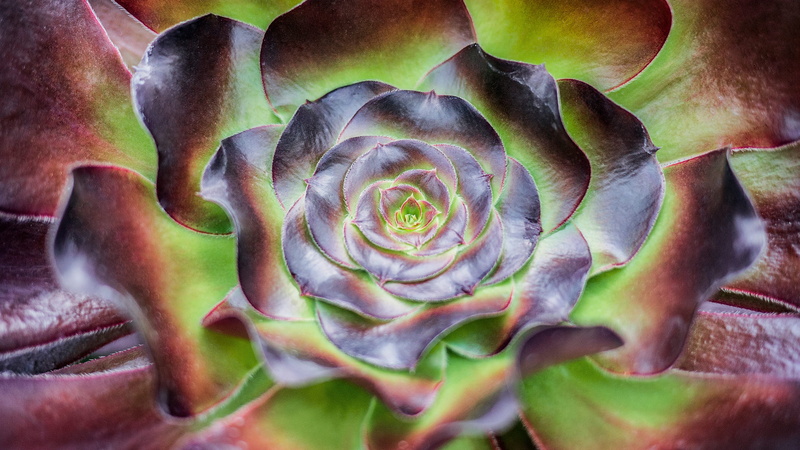 nature, 2K, plant, food, no people, art, vulnerability, focus on foreground, succulent, blossom, green, flora, freshness, flower head, photography, vegetable