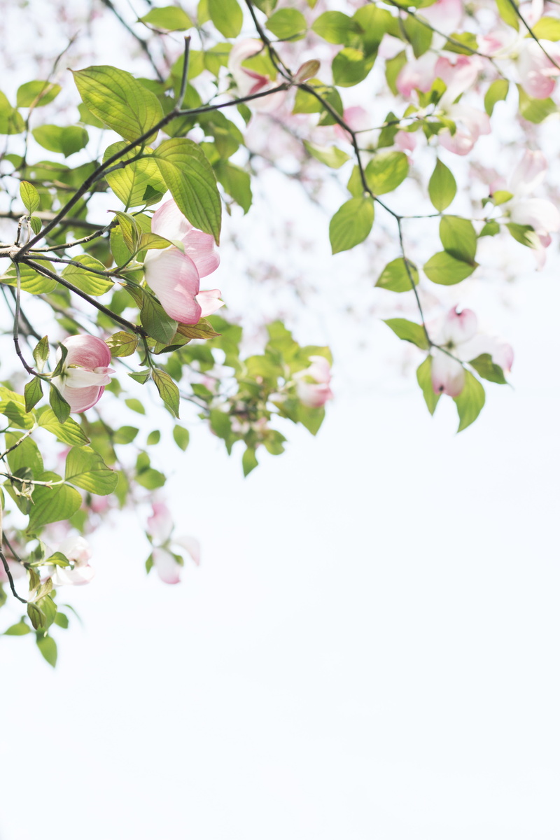 dogwood, growth, leaf, daytime, spring time, photography, vulnerability, inflorescence, outdoors, dogwood flower, 5K, close, focus, day, beauty in nature