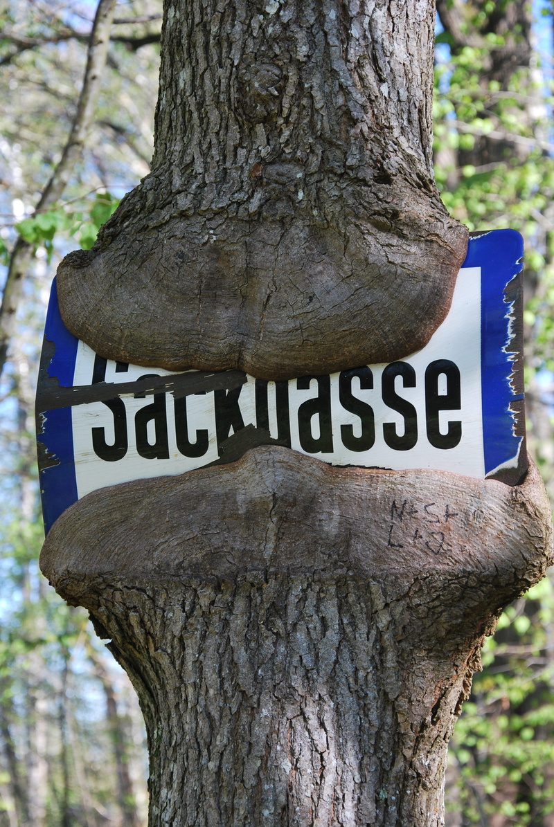 plant, growth, focus on foreground, text, shield, plant bark, script, sign, western script, information, nature, tree trunk, trunk, forest, capital letter